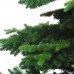 Χριστουγεννιάτικο Δέντρο Charlotte Pine (2,10m)